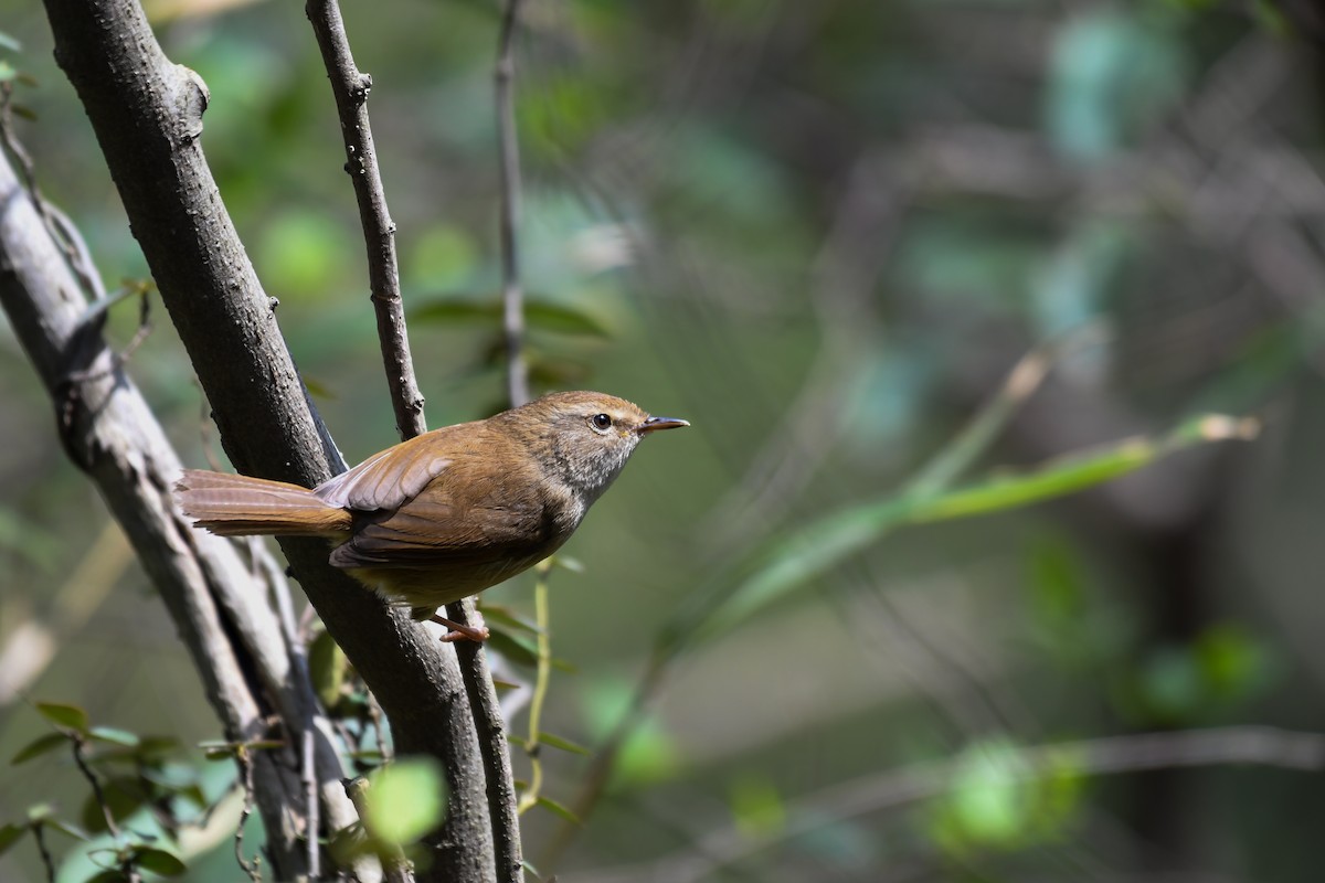 Brownish-flanked Bush Warbler - ML320641661