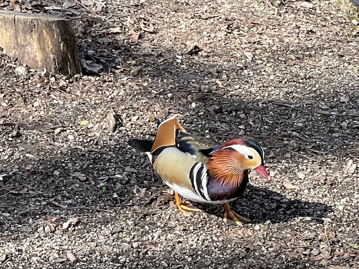 Mandarin Duck - ML320641821