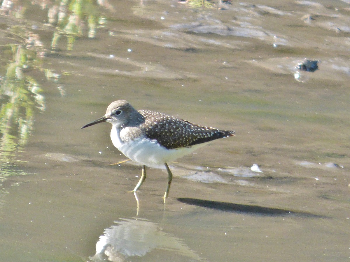 Solitary Sandpiper - ML32064631