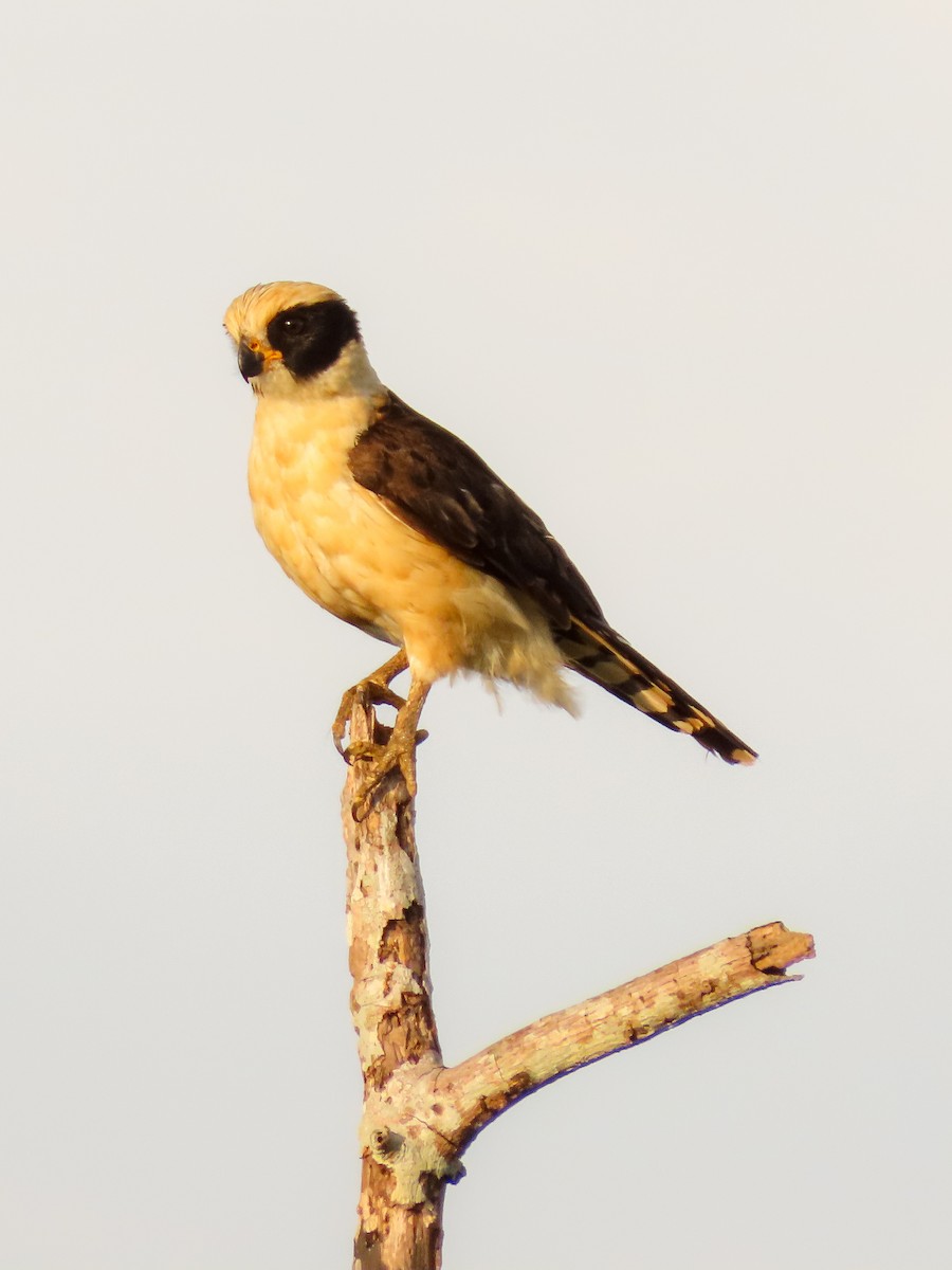 Laughing Falcon - ML320646901