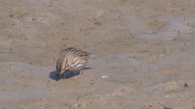 Savannah Sparrow (Belding's) - ML320646951