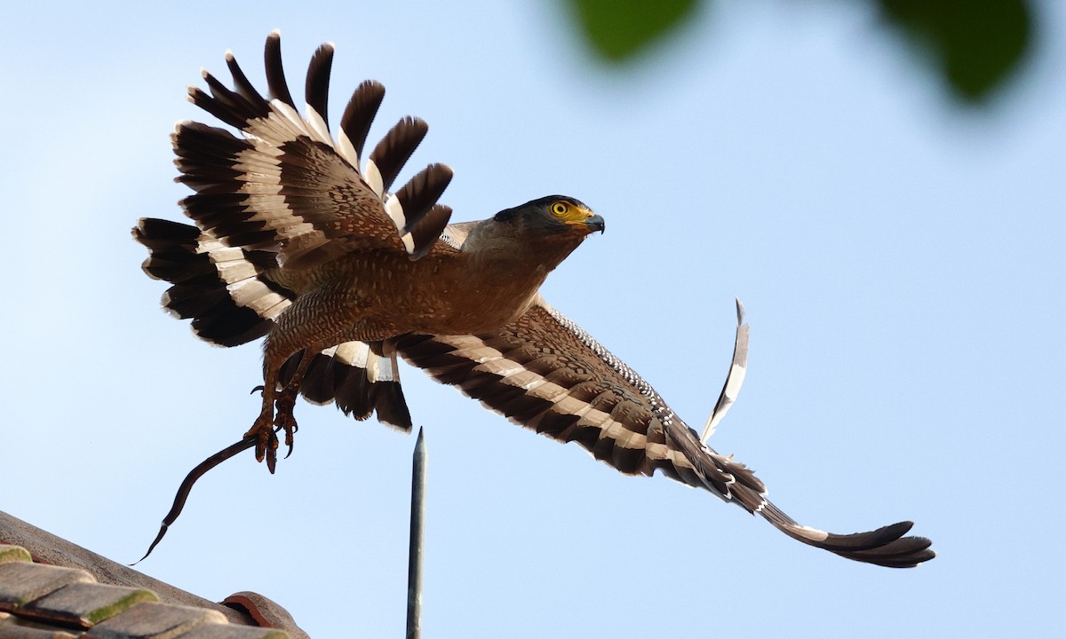 Haubenschlangenadler - ML320648761