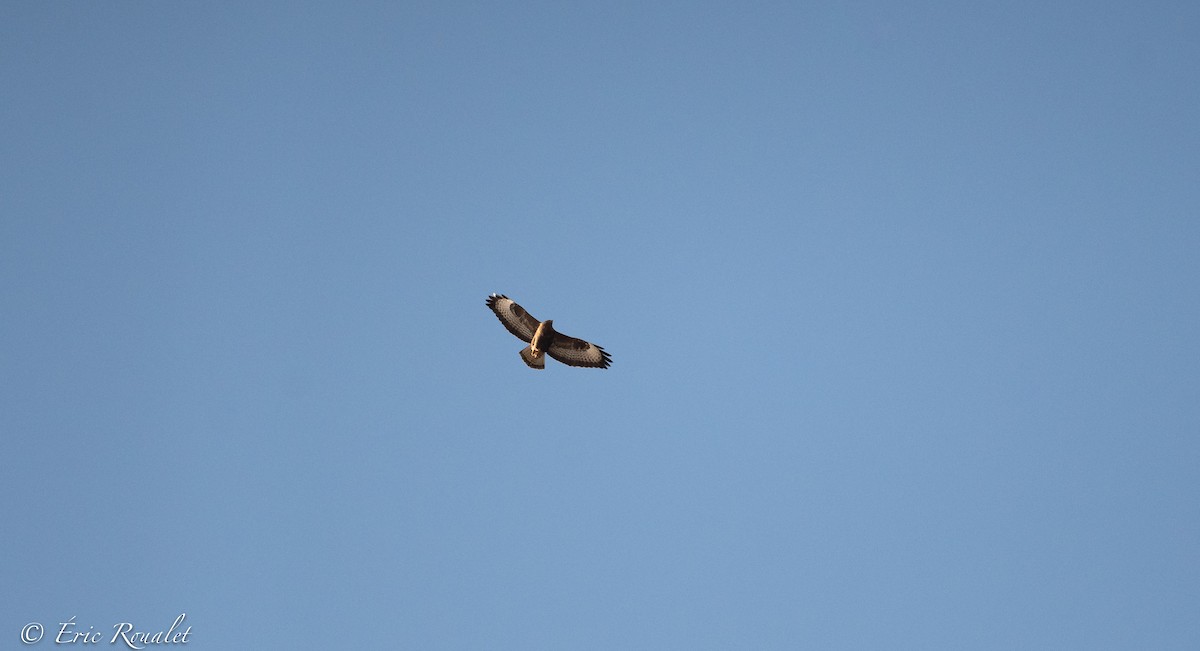 Common Buzzard - ML320649651
