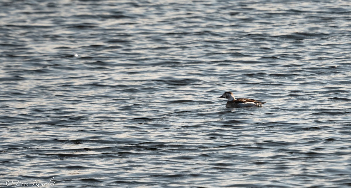 Long-tailed Duck - ML320649681