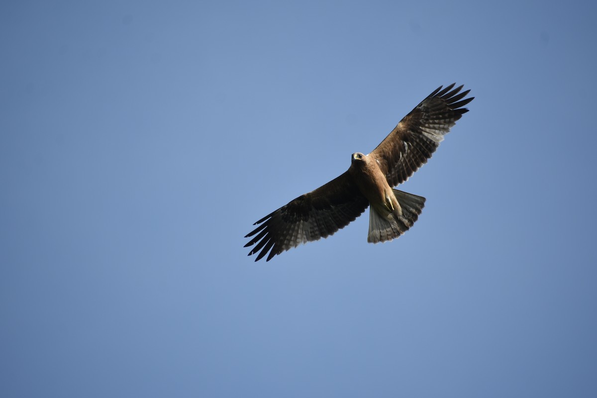 Booted Eagle - Angeline Mano M