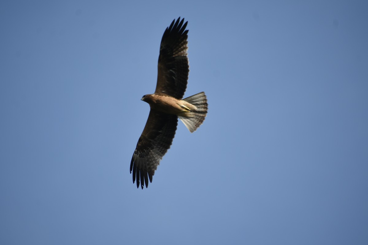 Booted Eagle - Angeline Mano M