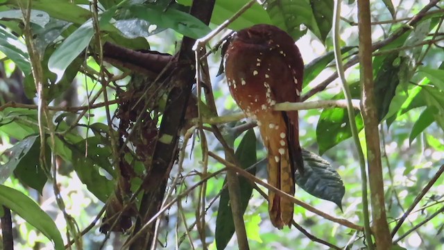 Rufous Potoo - ML320652811