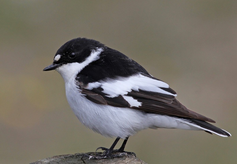 Semicollared Flycatcher - ML320653111