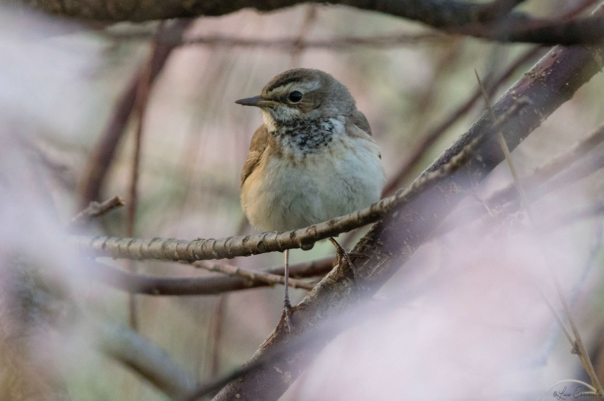 Bluethroat - ML320653941