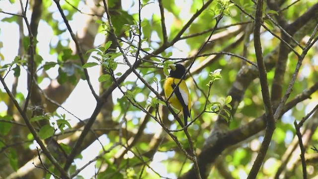 Hooded Grosbeak - ML320654161