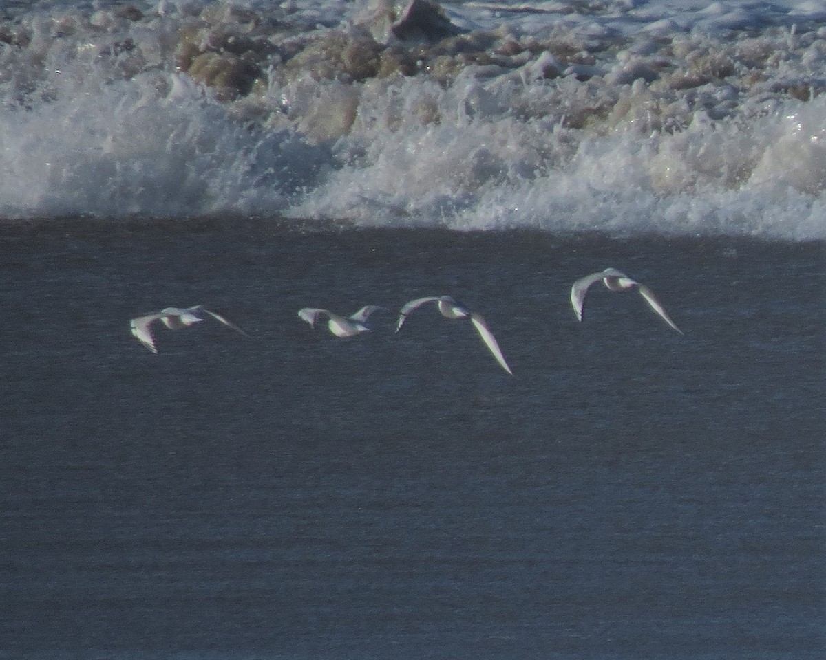Bonaparte's Gull - ML32065481