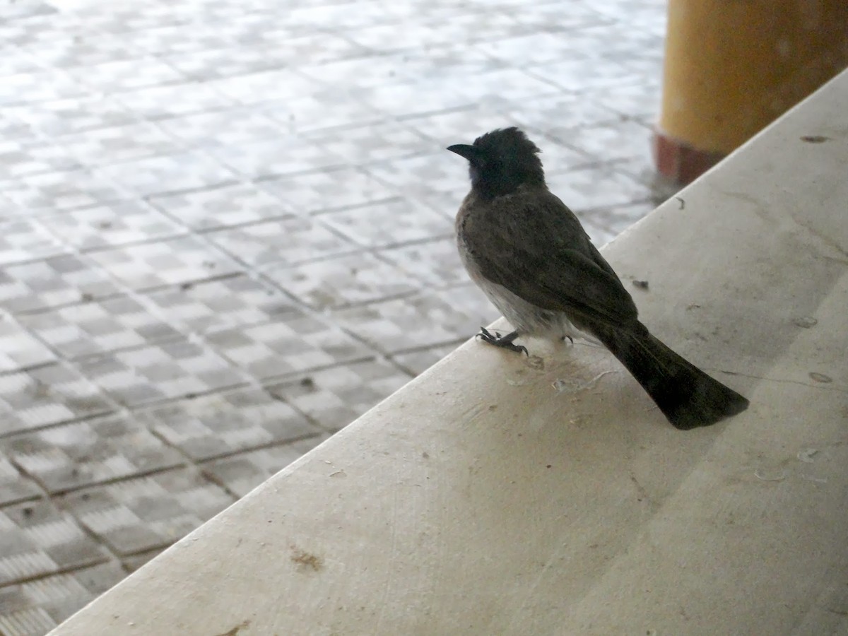 Common Bulbul - ML320655031