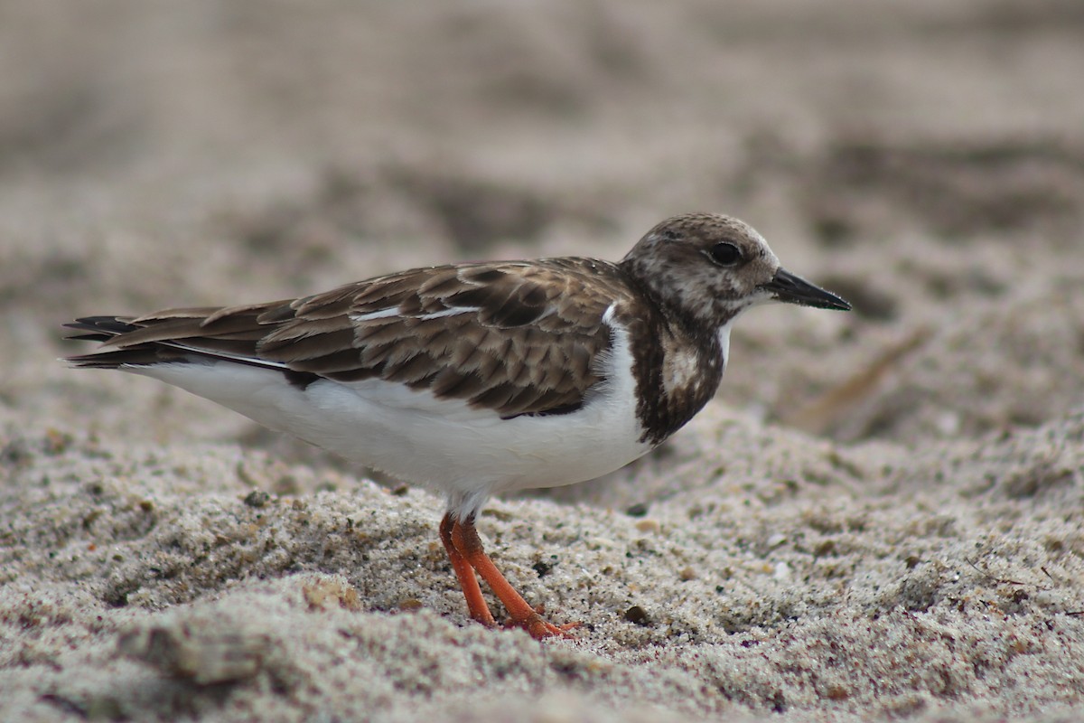 Ruddy Turnstone - ML320655681