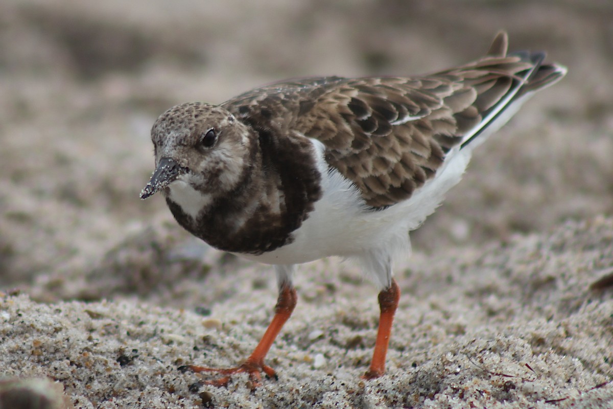 Ruddy Turnstone - ML320656291