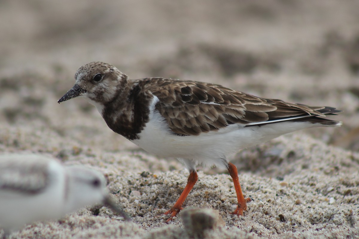 Ruddy Turnstone - ML320656371