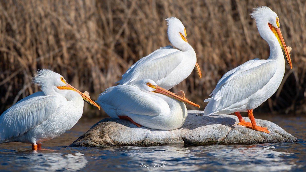 American White Pelican - ML320656601