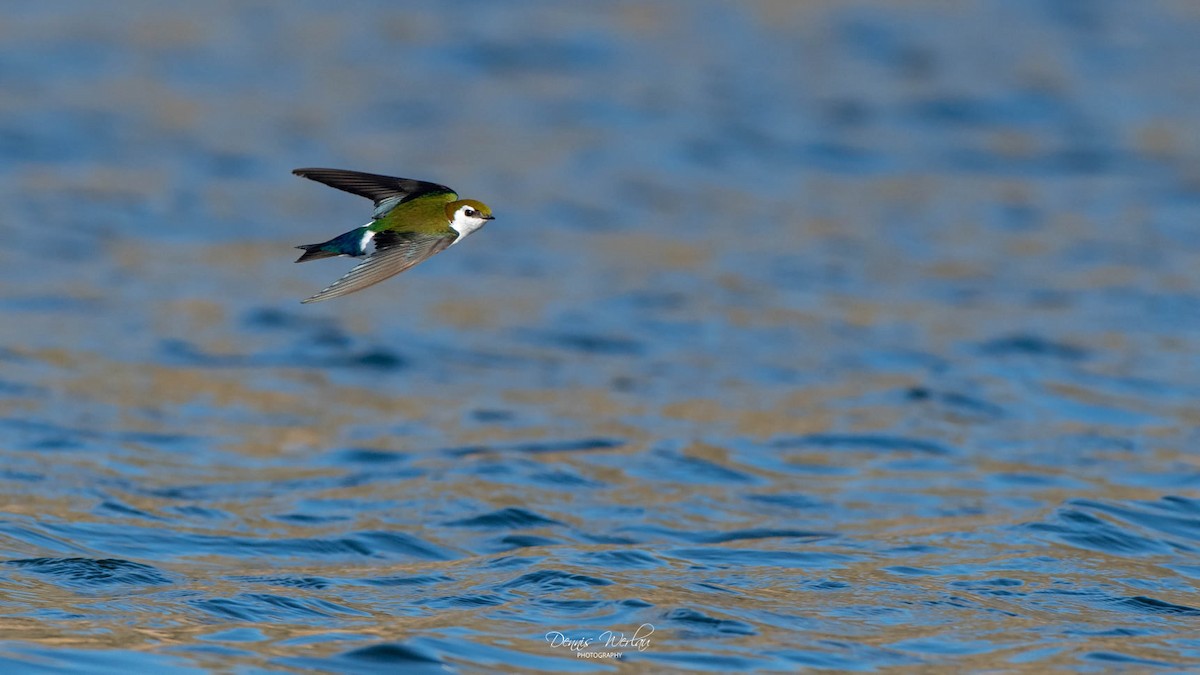 Violet-green Swallow - ML320656671