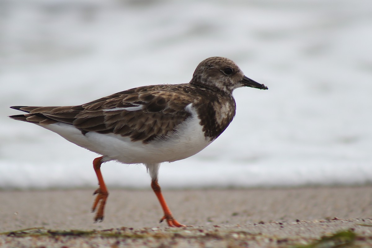 Ruddy Turnstone - ML320656911