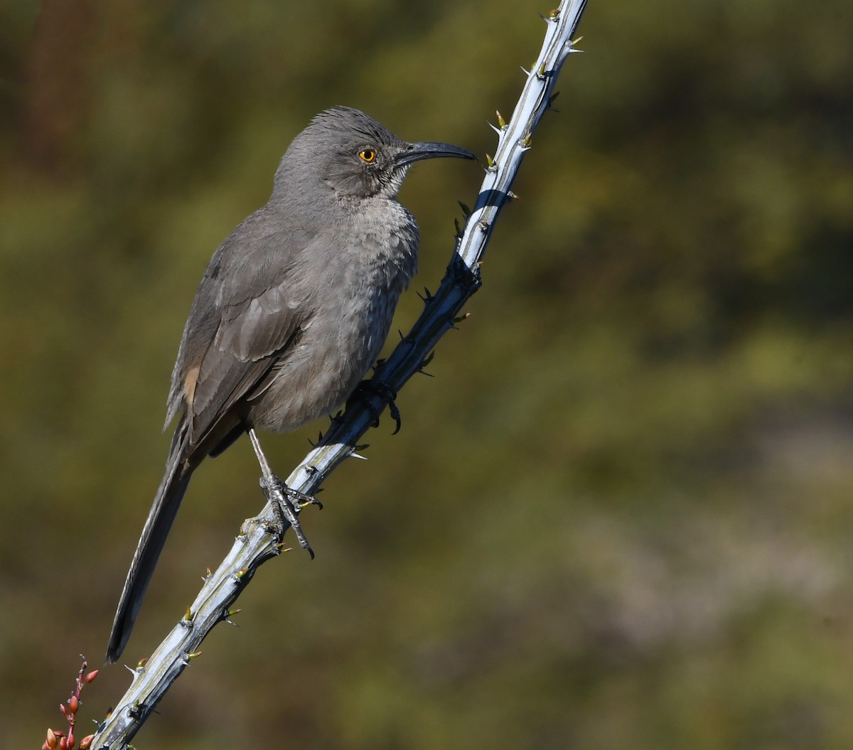 Curve-billed Thrasher - David Beaudette