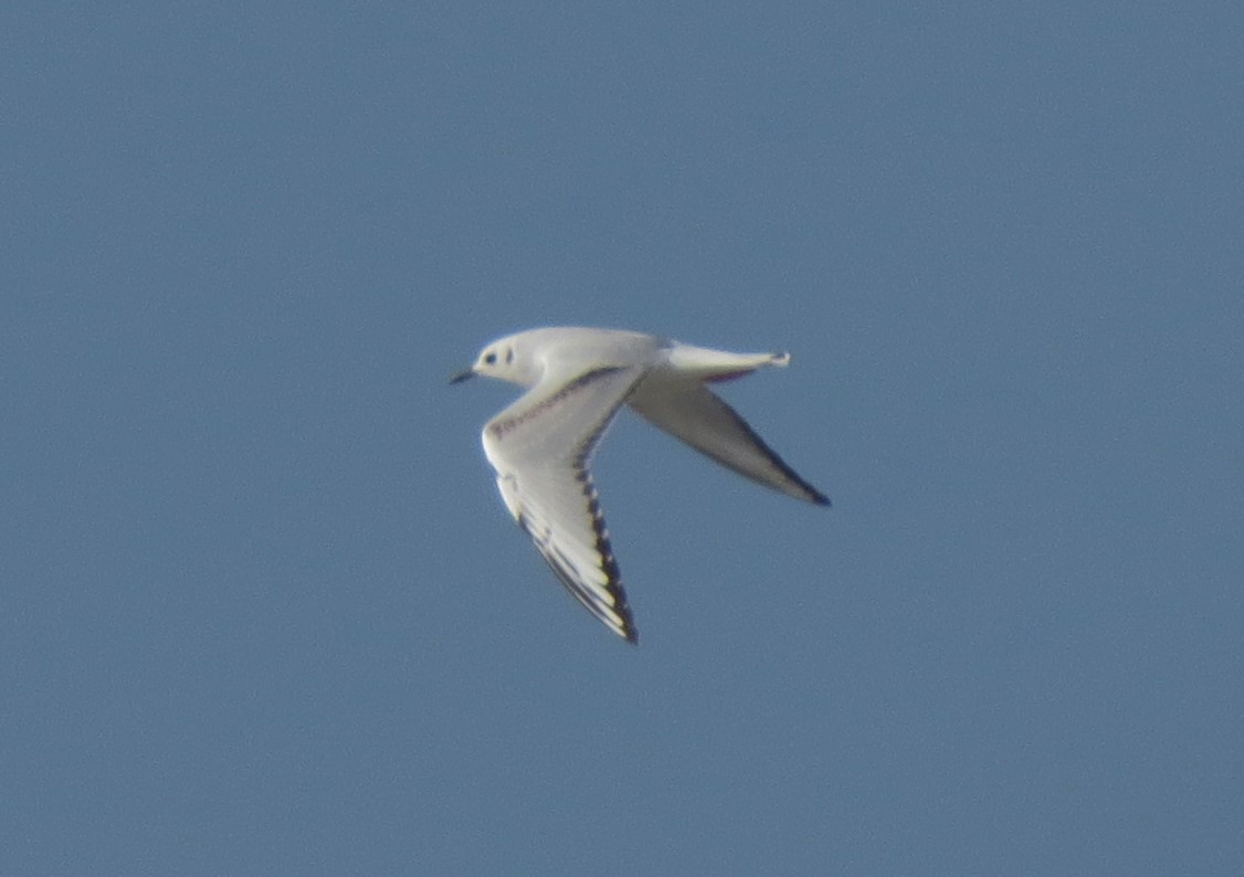 Bonaparte's Gull - ML32065721