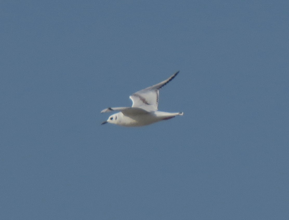 Bonaparte's Gull - ML32065731