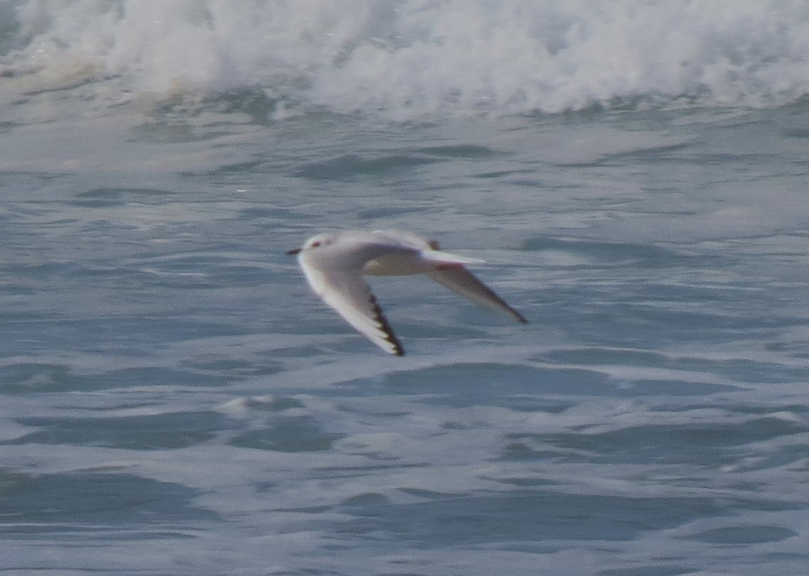 Bonaparte's Gull - ML32065741