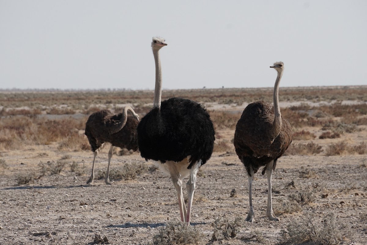 Common Ostrich - ML320657511