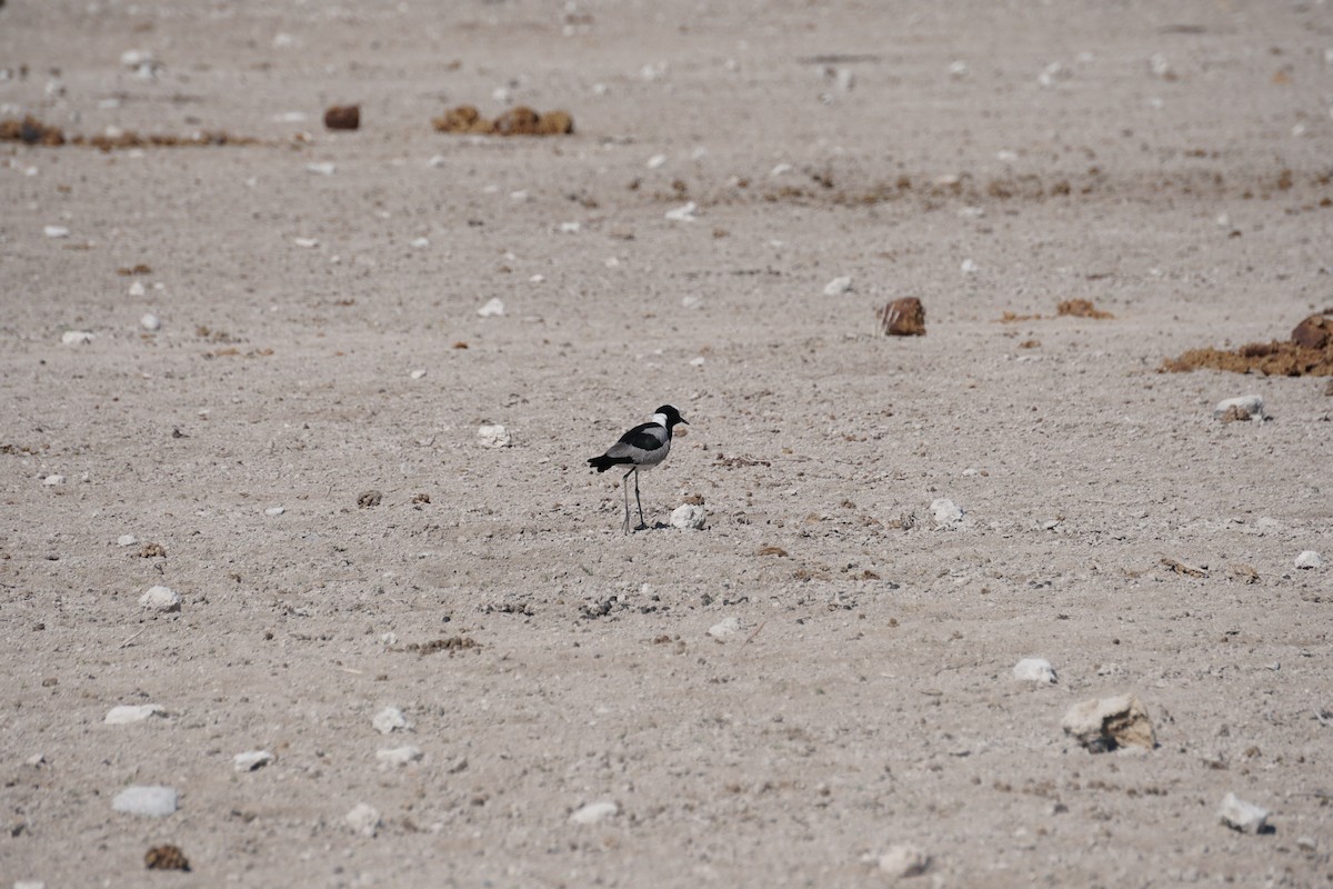 Blacksmith Lapwing - ML320657611