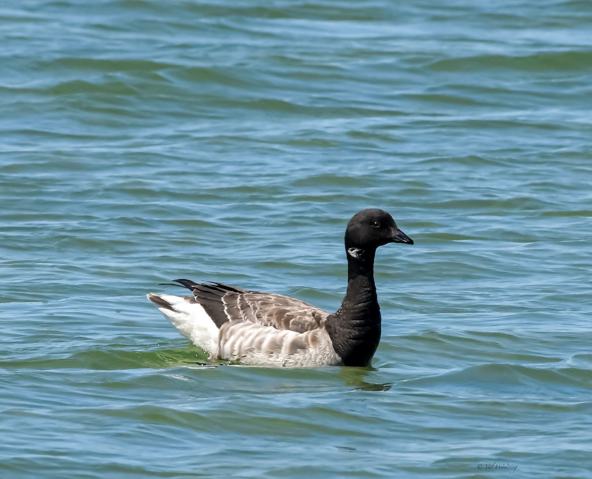 Branta musubeltza - ML320658701