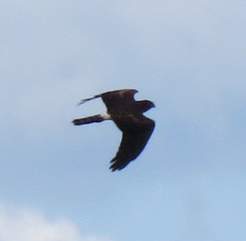 Northern Harrier - ML32065941