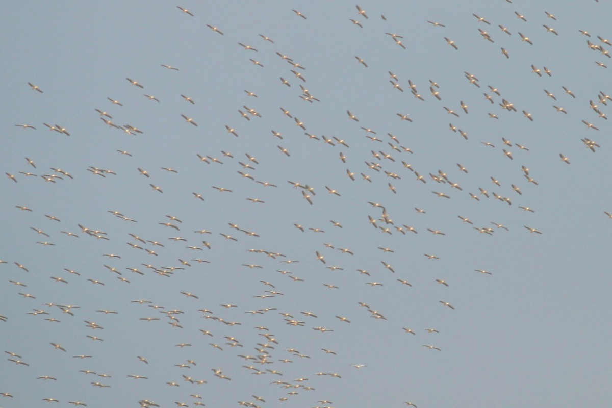 Great White Pelican - ML320660201