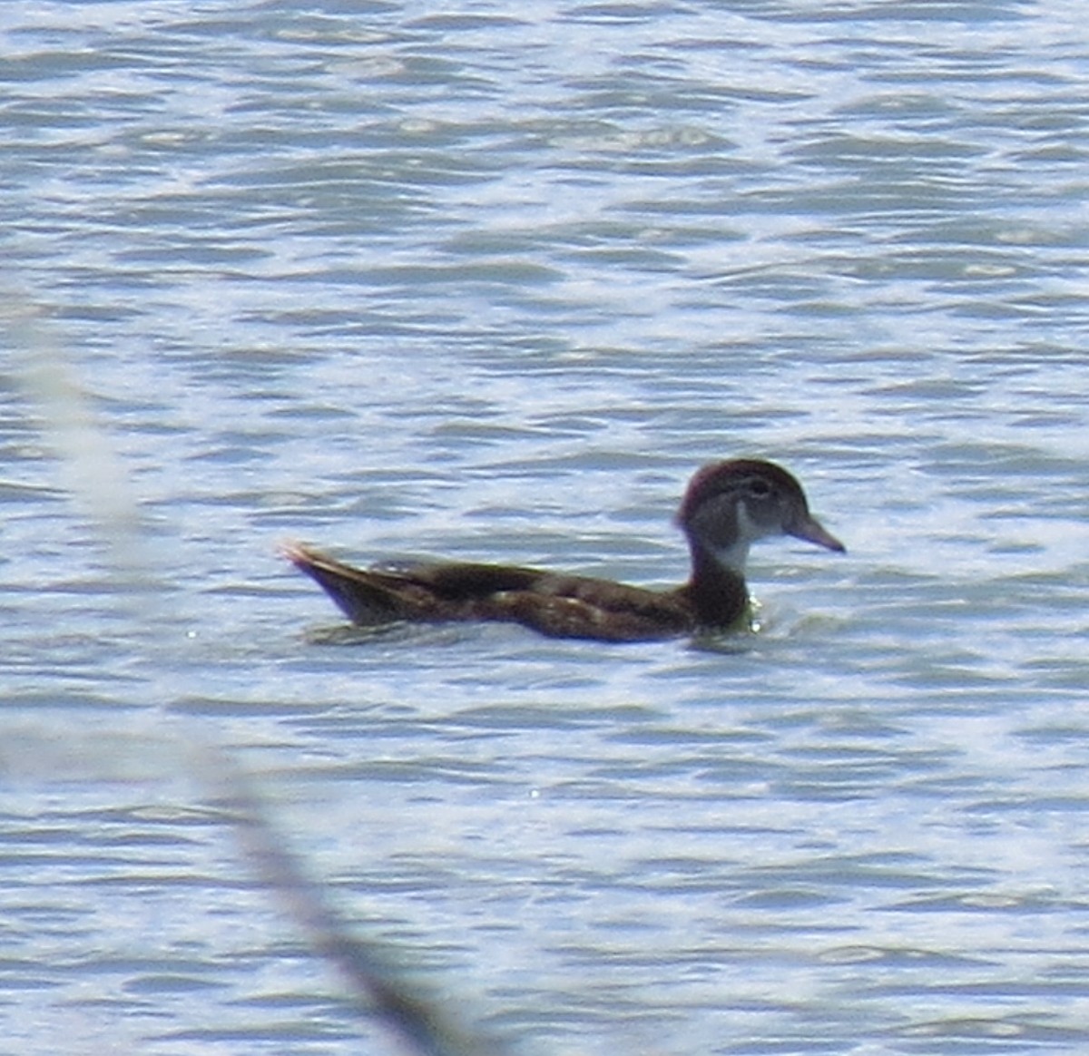 Wood Duck - ML32066071