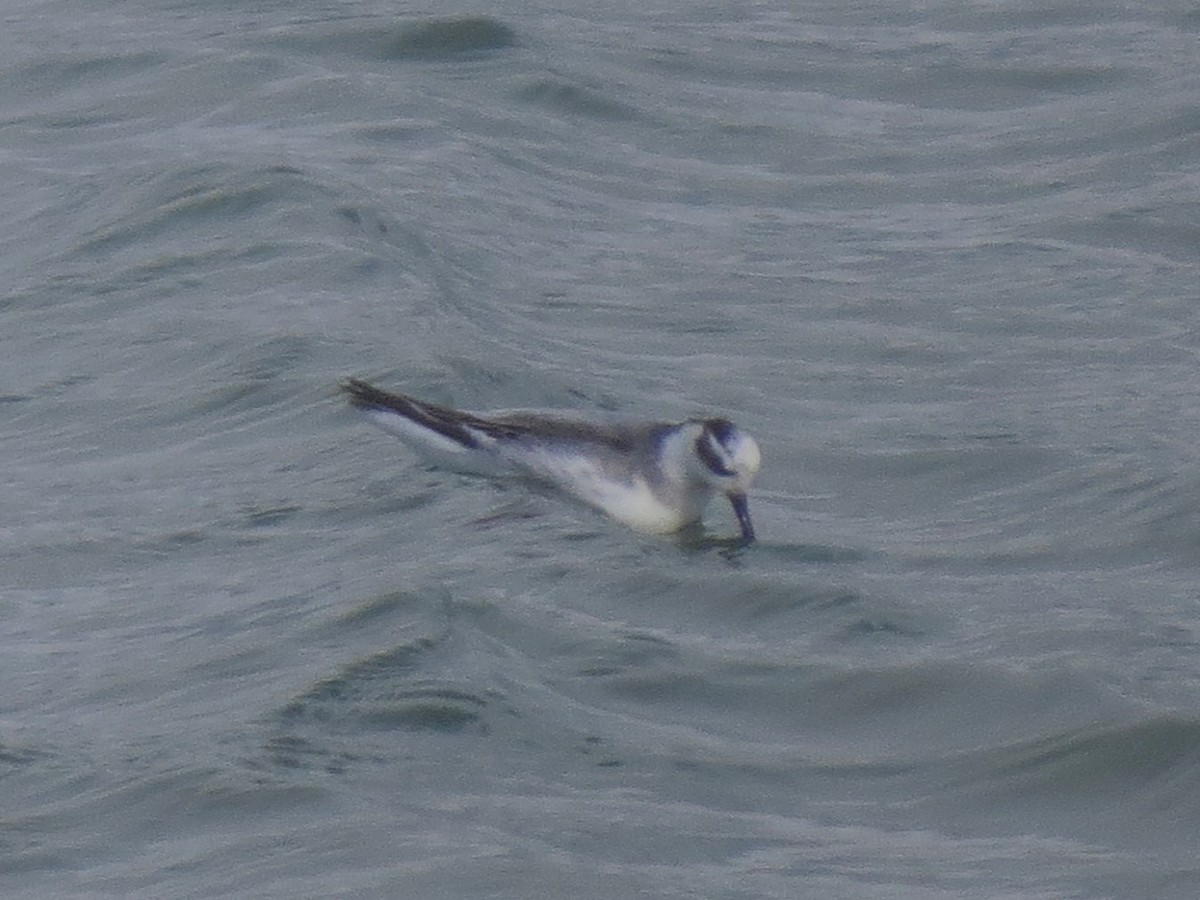 Red Phalarope - ML32066081