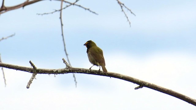 Yellow-faced Grassquit - ML320661041