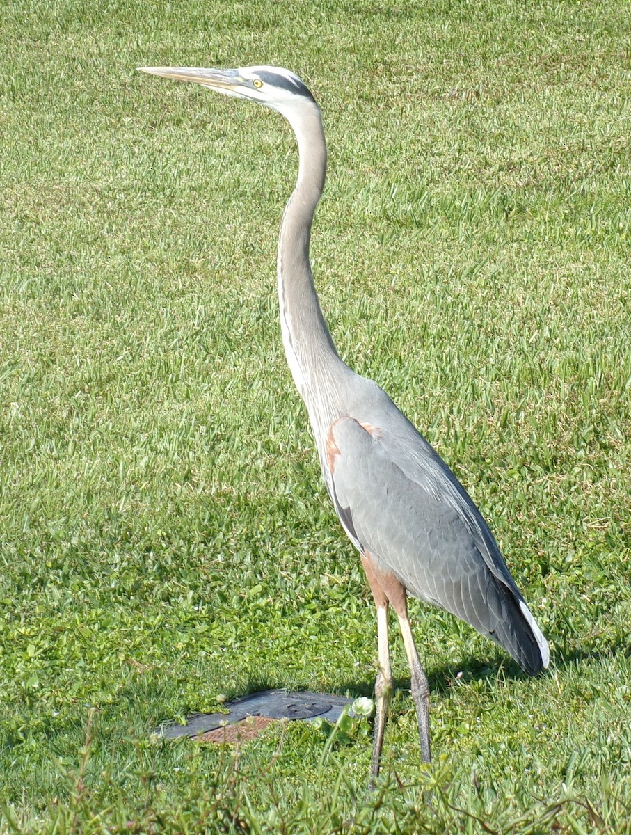 Great Blue Heron - ML320661131