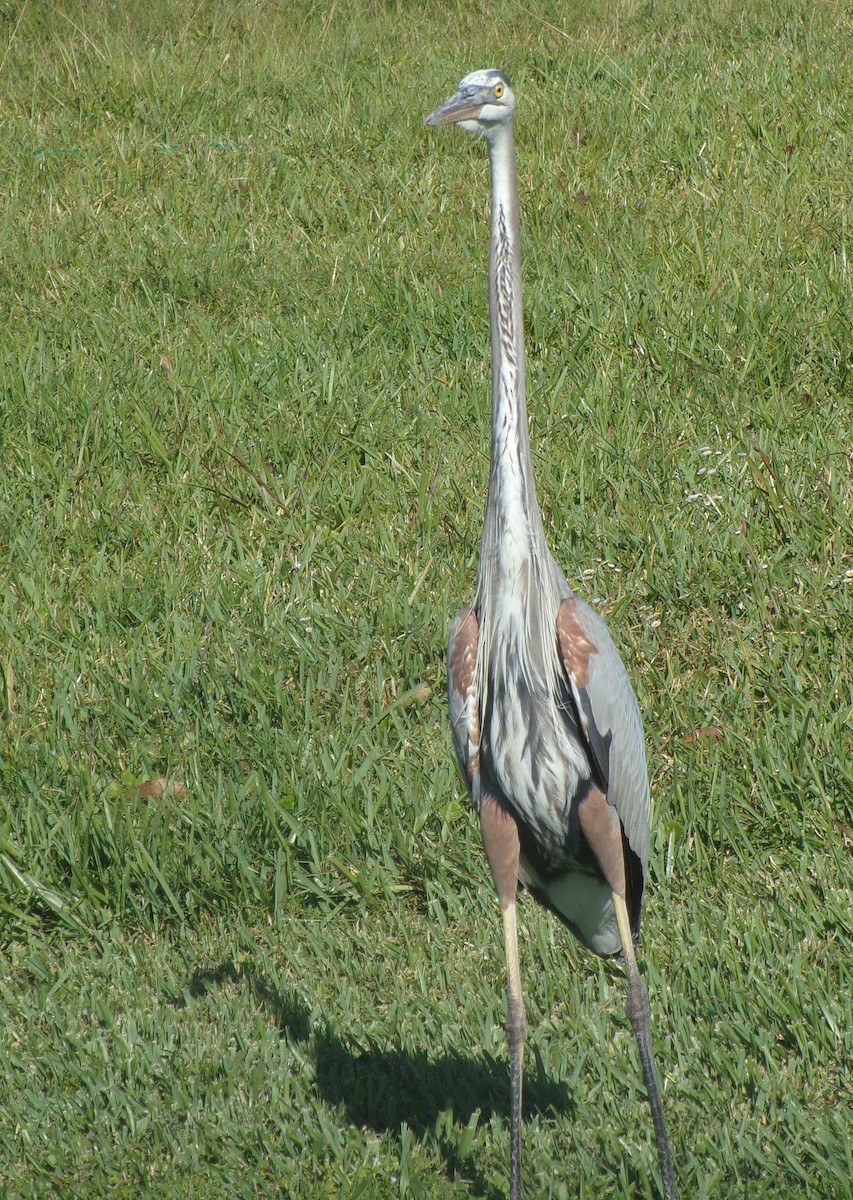 Great Blue Heron - ML320661191