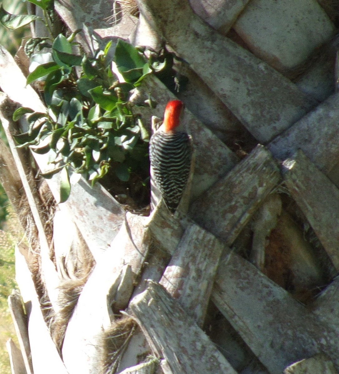 Red-bellied Woodpecker - ML320661541