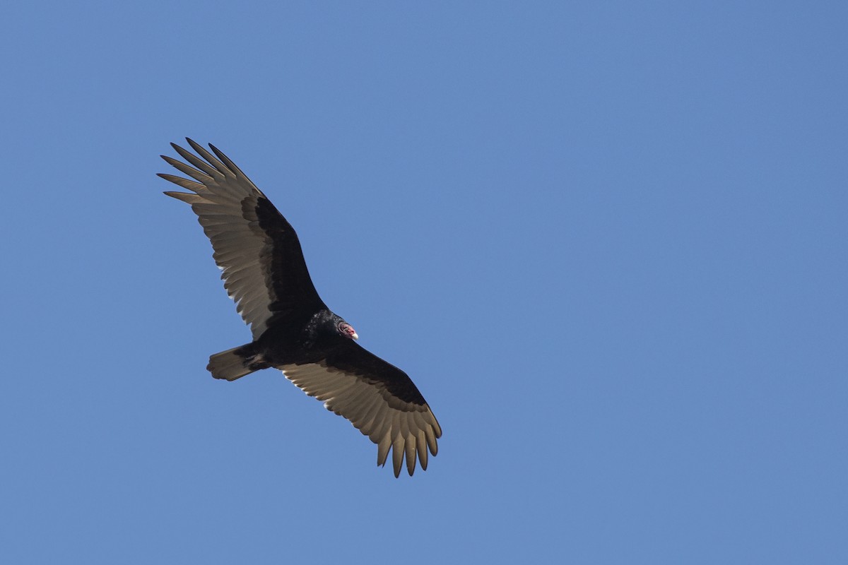 Turkey Vulture - Liam Wolff