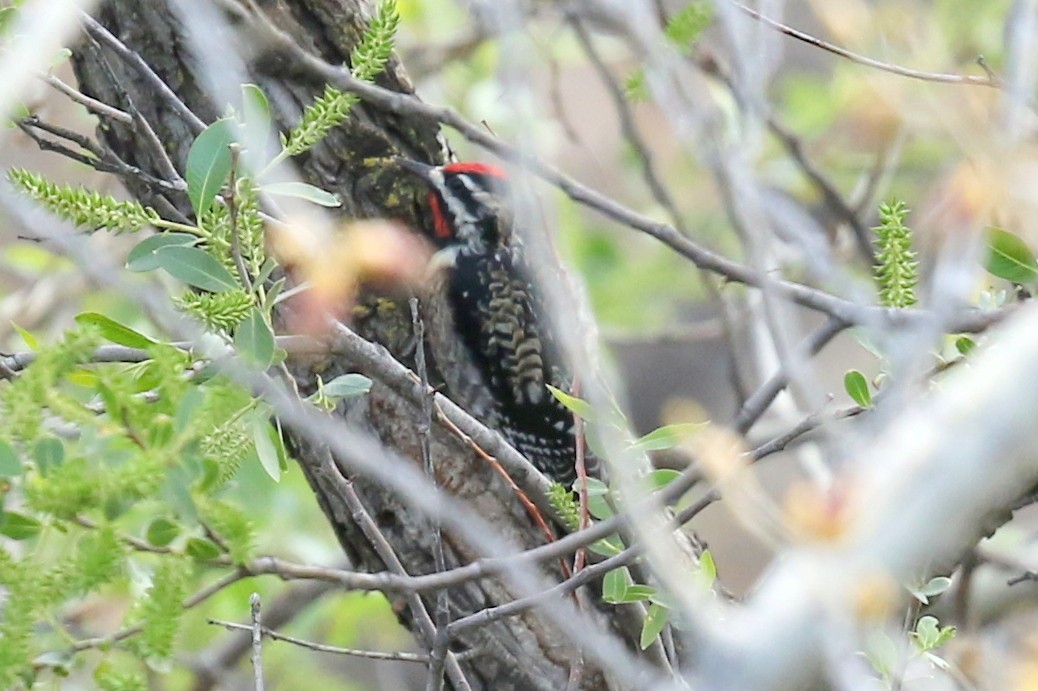 Yellow-bellied Sapsucker - ML320663111