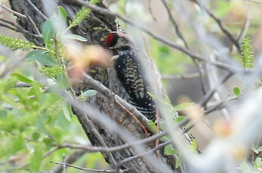 Yellow-bellied Sapsucker - ML320663121