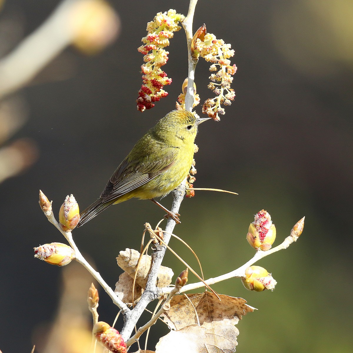 Orange-crowned Warbler - ML320663321