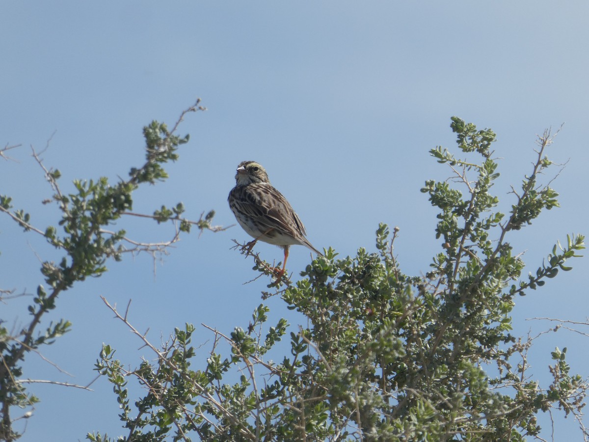 Savannah Sparrow - ML320664661