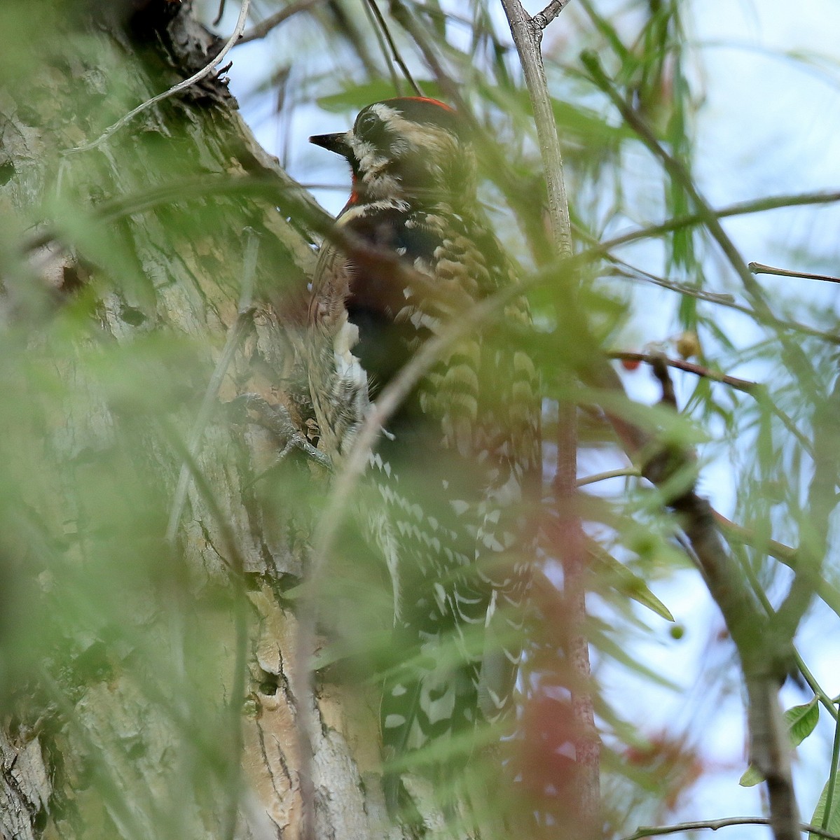 Yellow-bellied Sapsucker - ML320665171