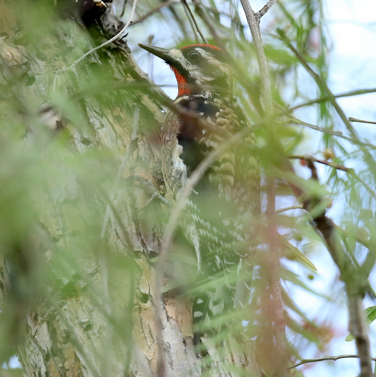 Yellow-bellied Sapsucker - ML320665201