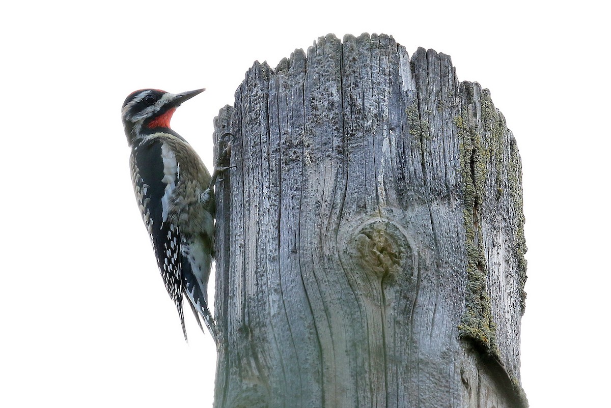 Yellow-bellied Sapsucker - ML320665231