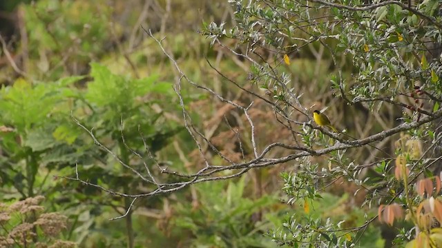 Hooded Yellowthroat - ML320666171