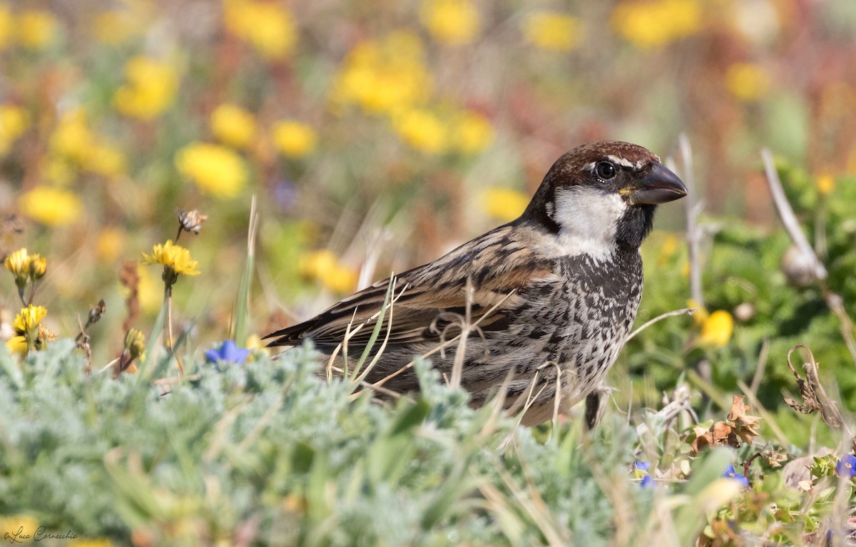 Spanish Sparrow - Luca Cornacchia