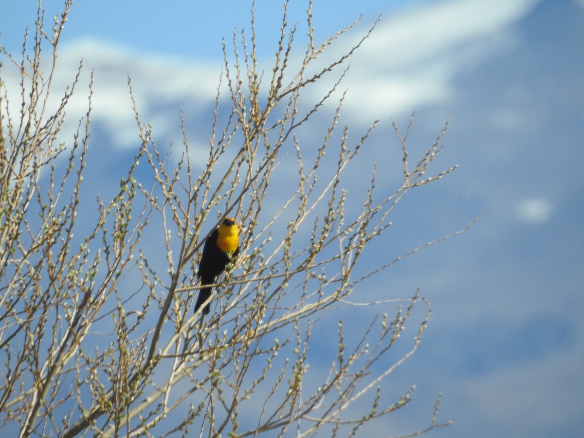 Yellow-headed Blackbird - Kerry Lozito