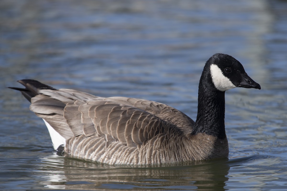 Cackling Goose - ML320667751