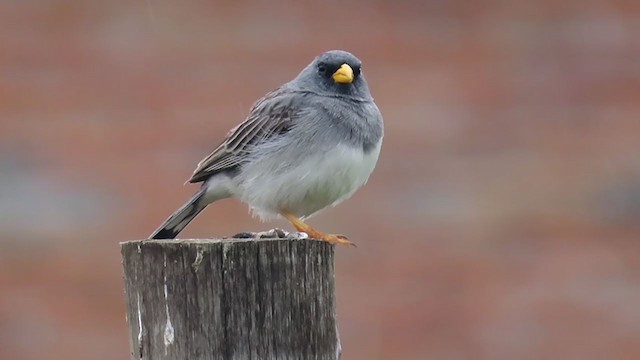 Band-tailed Sierra Finch - ML320668111